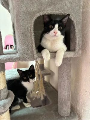 Orion & Luna Dreamteam sucht chilliges Zuhause
