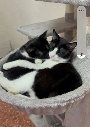 Orion & Luna Dreamteam sucht chilliges Zuhause