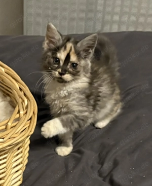 Typvolle, reinrassige Maine Coon Babys m und w