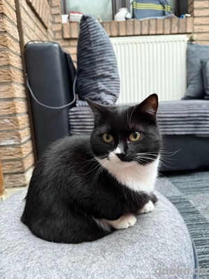 Süßer Kater (vermutlich British Shorthair Bicolor)