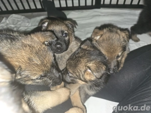7 von 8 Deutscher Schäferhund Welpen gerader Rücken