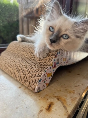 Heilige Birma Kätzchen   Birmakatzen   Birma Kater