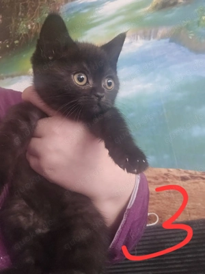 2Katzen Kitten abzugeben 