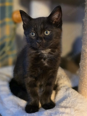 Kleines schwarzes Katzenmaedchen