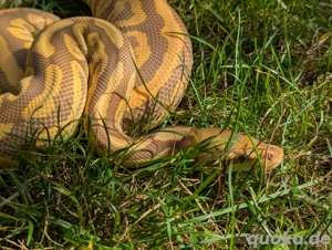 0.1 Königspython BP Gravel Ultramel DNZ 23 Bild 3