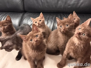 baby BKH gold Katzen 