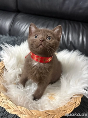 BKH choco baby katzen