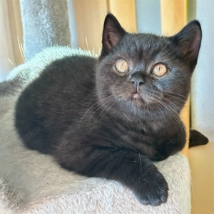 SüẞE Reinrassige Bkh Kitten 