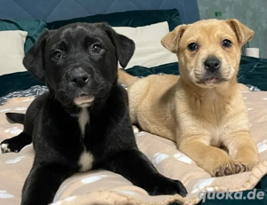 labrador Welpen (Weibchen) 