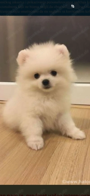 Welpe  pomeranian