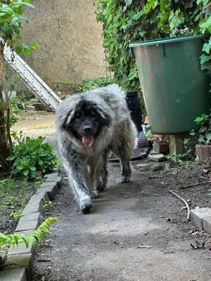 Kaukasischer Schäferhund Bild 1