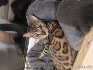 Bengal Katze Weiblich sterilisiert 1 jahr 