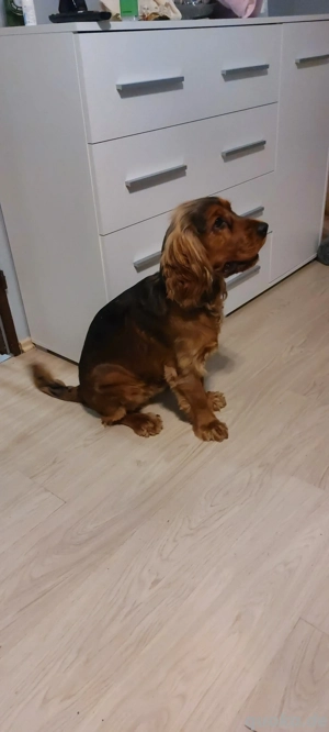 Wunderschöner English Cocker Spaniel Rüde Geboren am 25.02.2025 