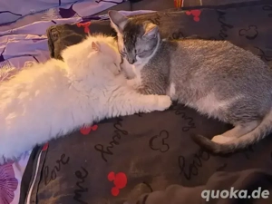 Luna & Lili - 2 junge Katzen mit Kratzbaum abzugeben