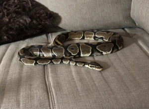 Verkaufe Königspython