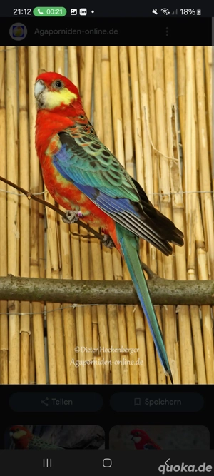 !Suche dringend ein Stenleysittich!