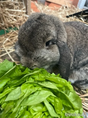 kaninchendame sucht ein neues zuhause 