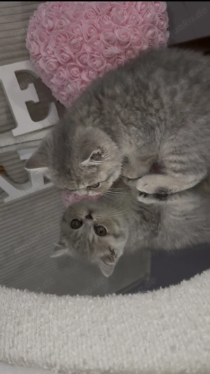 Bkh - Perser - Mix Kitten suchen ein neues liebevolles zu Hause  Bild 3