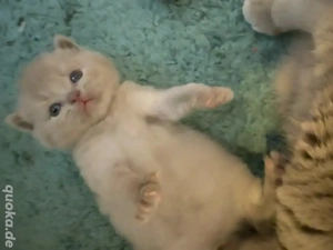 Bezauberte reinrassige BKH Kitten in Lilac Hellbraun