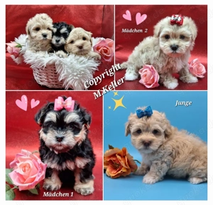 Bolonka Zwetna Welpen 