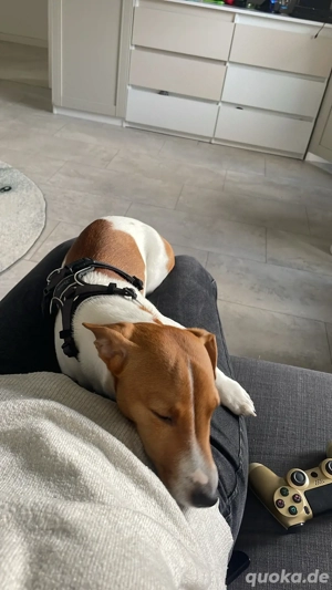 Jack Russell Terrier abzugeben   nur an erfahrene