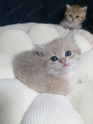 Reinrassige BKH Kitten 