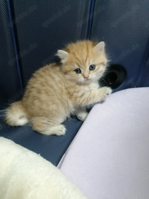 Reinrassige BKH Kitten 