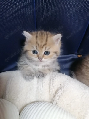 Reinrassige BKH Kitten  Bild 2