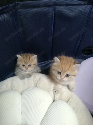 Reinrassige BKH Kitten  Bild 4