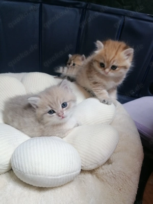 Reinrassige BKH Kitten  Bild 3