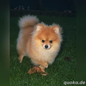 Pomeranian Zwergspitzweibchen 