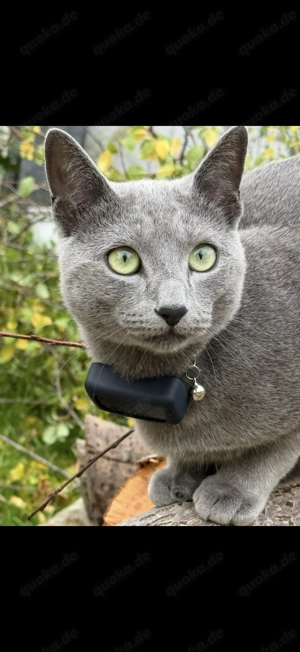 Deckkater - Russisch Blau reinrassig