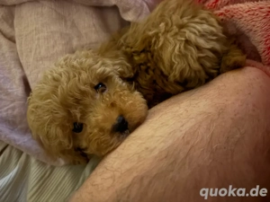 Toy Zwergpudelwelpe