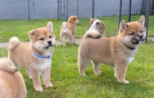 Reinrassige Shiba Inu Welpen