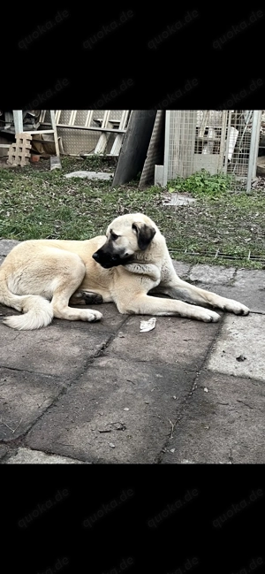 Kangal Hündin Bild 3