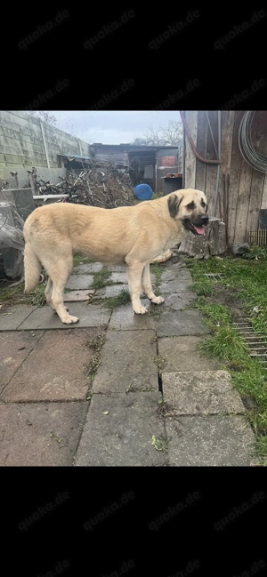 Kangal Hündin Bild 2