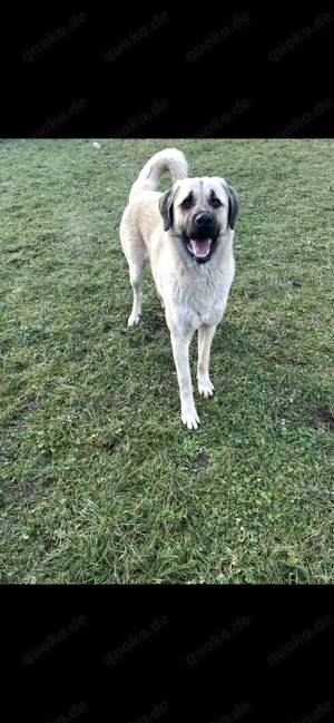 Kangal Hündin Bild 4