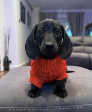 Nine Liebevolle Mini Dackel Welpen mit Stammbaum.