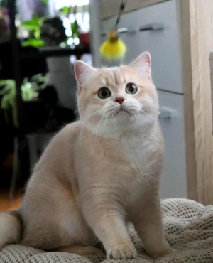 Reinrassige golden lilac britische Junge mit Stammbaum 