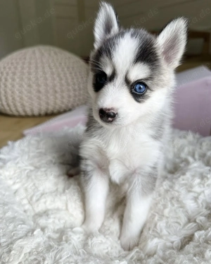 Nice Gesunde und liebevolle Pomsky Welpen abzugeben (F1). Bild 5