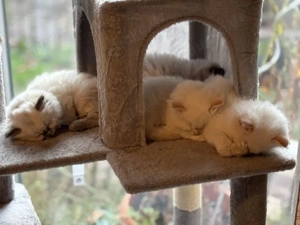 Zauberhafte Ragdoll Kitten suchen liebevolles Zuhause