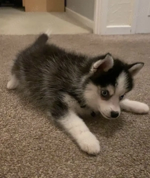 Nice Gesunde und liebevolle Pomsky Welpen abzugeben (F1). Bild 2