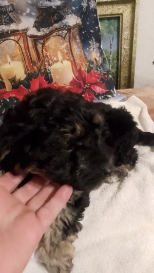 Zwergpudel welpen Bild 5