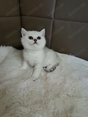 Süße reinrassige bkh silver shaded Kätzchen bald abgabebereit