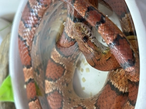 LAST CALL FOR HAMM!!! 0.1 Kornnatter Panthrophis guttatus Classic