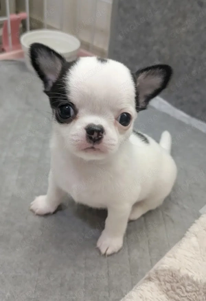 Payful Ausgezeichnete Chihuahua Welpen zu verkaufen. (Mini)