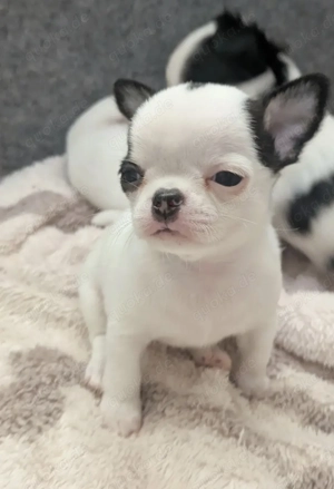 Chihuahua-Welpen Bild 5