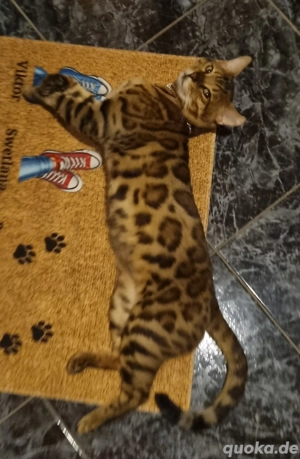 Bengal deckkater mit Stammbaum 