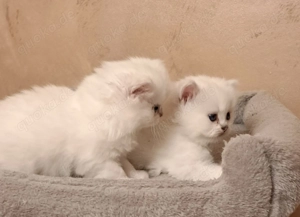 Reinrassige blh silver shaded point Kätzchen bald abgabebereit