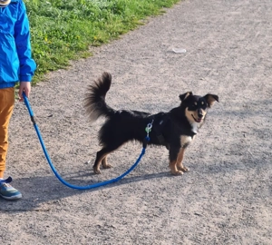 *BAJA* - Die Hündin ist aktiv, verspielt, verschmust, wachsam. Sie hat jedoch Jagdtrieb 